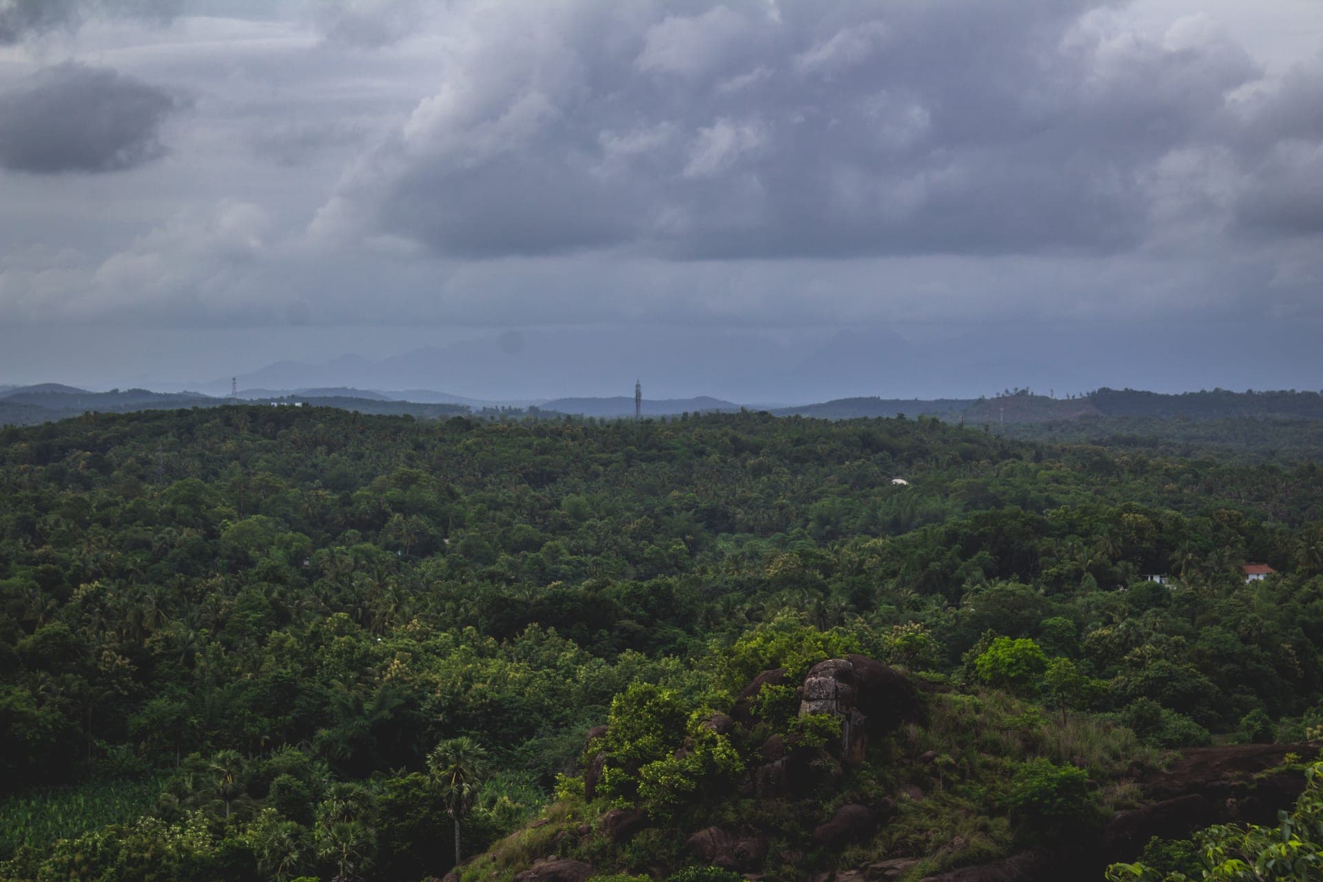 Estudo revela “ecossistema invisível” na neblina da Amazônia