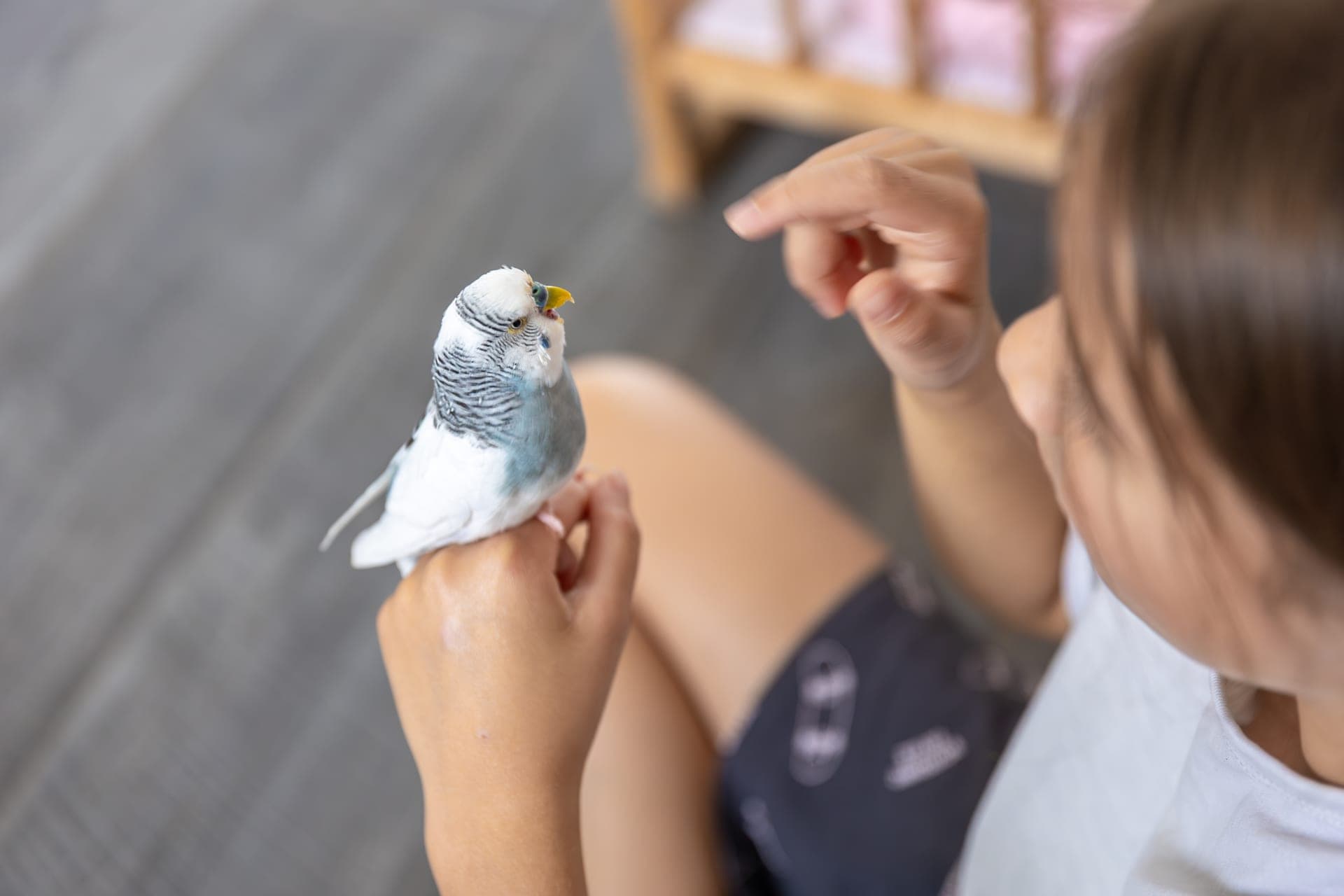 Geração Z impulsiona adoção de pets não convencionais e transforma relação com animais