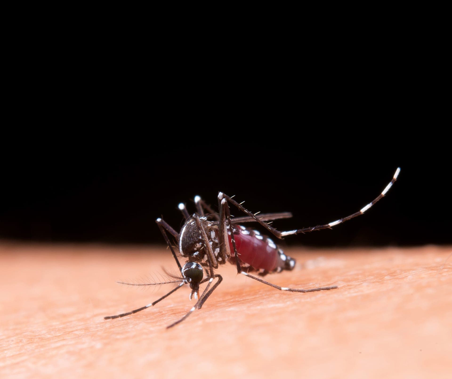 Dengue pode voltar a níveis epidêmicos e preocupa especialistas