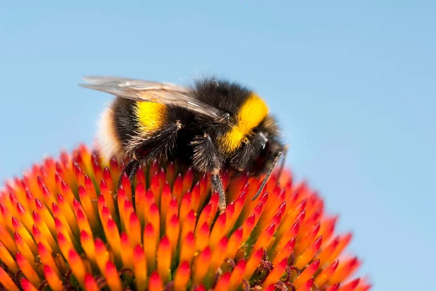 Abelhas podem contar, indica estudo